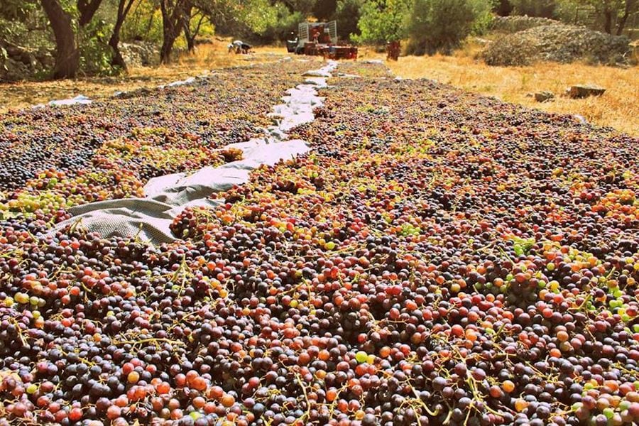 spreading grapes on the ground for drying in the sun at Dourakis Winery outside